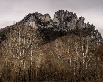 Ghosts of Seneca Rocks — The white bark of the birch trees marks the start of winter in the Monongahela National Forest