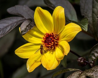 Sunning — An American hoverfly (Eupeodes americanus) landing on a stiff sunflower (Helianthus pauciflorus).