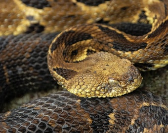Raven Rock Rattlesnake — A Timber Rattlesnake on the Raven Rock Overlook in Coopers Rock State Forest, West Virginia