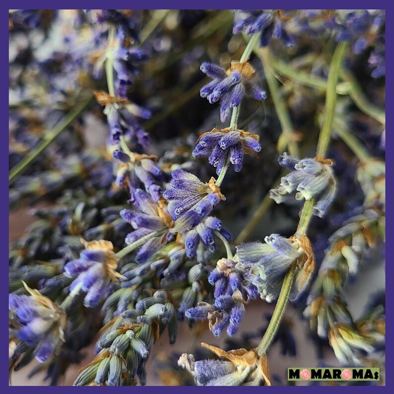 May include: Close-up of dried lavender flowers, showing the purple blooms and green stems. The flowers are arranged in a cluster, with some of the stems overlapping.