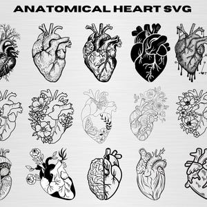 Heart Svg Bundle, Human Heart Svg, Anatomical Heart Svg, Anatomical Heart Clipart, Flower Heart Svg, Anatomy Svg, Medical Svg ,Heart Svg ,