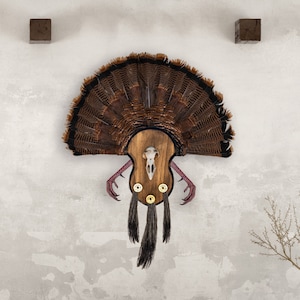 May include: A brown and black turkey fan mount with a wooden base and a skull in the center. The fan is mounted on a wall with two wooden blocks on either side.