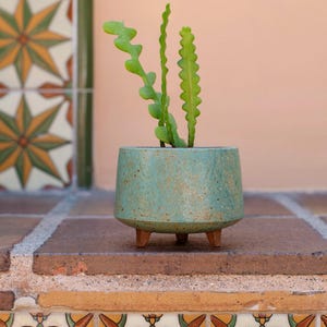 May include: A teal ceramic planter with a speckled finish and three small brown legs, containing a green zig-zag cactus with long, wavy, serrated stems. The planter has a cylindrical shape and a smooth, slightly glossy texture.