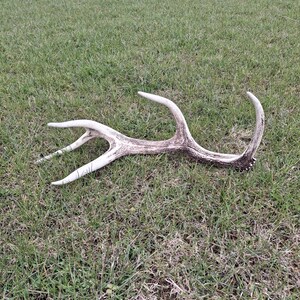 May include: A shed deer antler rests on green grass. The antler is a pale cream colour with a darker brown base. The antler has multiple tines and curves, displaying its natural form. The background shows more grass and a glimpse of a treeline.