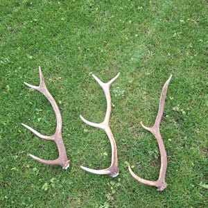 Ensemble de bois de cerf, corne de cerf élaphe européen