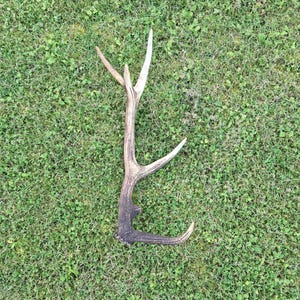 Op de afbeelding: Een enkel hertenantler met een donkerbruine, getextureerde basis die overgaat in lichtere, beige punten. Het gewei heeft een hoofdtak met drie afzonderlijke uitlopers, met natuurlijke ribbels, groeven en een verweerd uiterlijk.