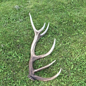 Peut inclure: Un bois de cerf unique présentant une base texturée brun foncé qui se transforme en pointes plus claires, de couleur blanc cassé. Le bois possède une tige principale incurvée avec quatre branches distinctes, révélant des stries naturelles.