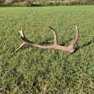 May include: A shed deer antler rests on a grassy field. The antler is light brown and has several points and curves. The background shows a green field and trees under a blue sky.
