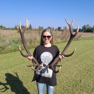 Peut inclure: Une paire de grands bois de cerf avec plusieurs pointes, tenue devant un arrière-plan extérieur ensoleillé. Les bois sont brun foncé avec des pointes plus claires. La personne porte un t-shirt noir et un jean bleu.