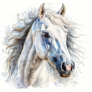 11 cheval blanc clipart aquarelle JPG - portraits d'animaux - fond blanc - téléchargement numérique, usage commercial