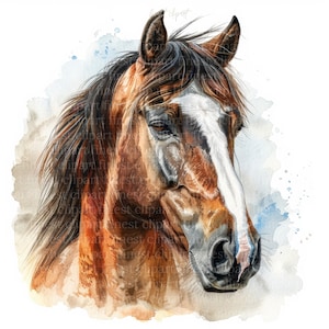 11 Images Clipart JPG de portrait de cheval, tête de cheval aquarelle, fond blanc, téléchargement numérique, usage commercial