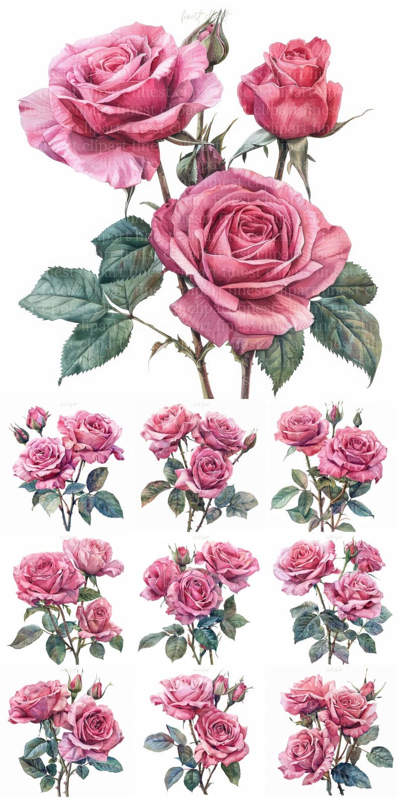 11 Pink Roses Clipart JPG White Background, Watercolor Flowers Digital ...