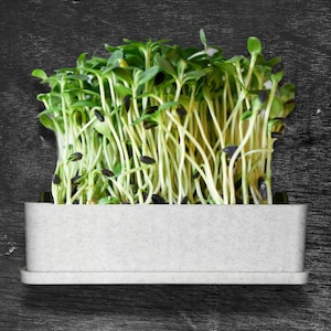 Microgreens Growing Kit/Tray - Simple/Functional/Compact/Easy Clean, Urban Gardeners/Indoors, Soil-Free/Self-Watering, All Included to Start