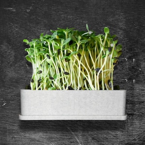 May include: A rectangular, light grey speckled planter filled with a dense cluster of vibrant green sunflower microgreens. The young plants feature thin, pale stems and small, bright green leaves, with several dark seed hulls still attached.