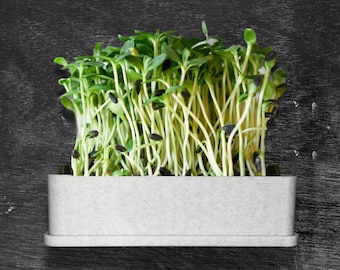 May include: A rectangular, light gray speckled planter filled with a dense cluster of vibrant green sunflower microgreens. The young plants feature thin, pale stems and small, bright green leaves, with several dark seed hulls still attached.