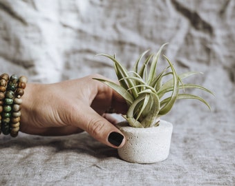 Round Concrete Air Plant Display