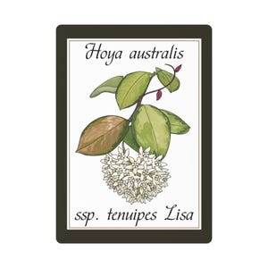Naipes Hoya Hoya Australis Lisa