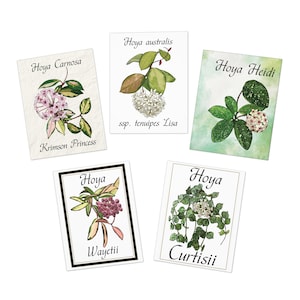 Hoya Blumen Grußkarten (5er-Pack) Geschenk für Pflanzenliebhaber und Hoya-Sammler! Originalkunst.