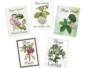 Tarjetas de felicitación con flores de Hoya (paquete de 5): ¡un regalo para los amantes de las plantas y los coleccionistas de Hoya! Arte original.