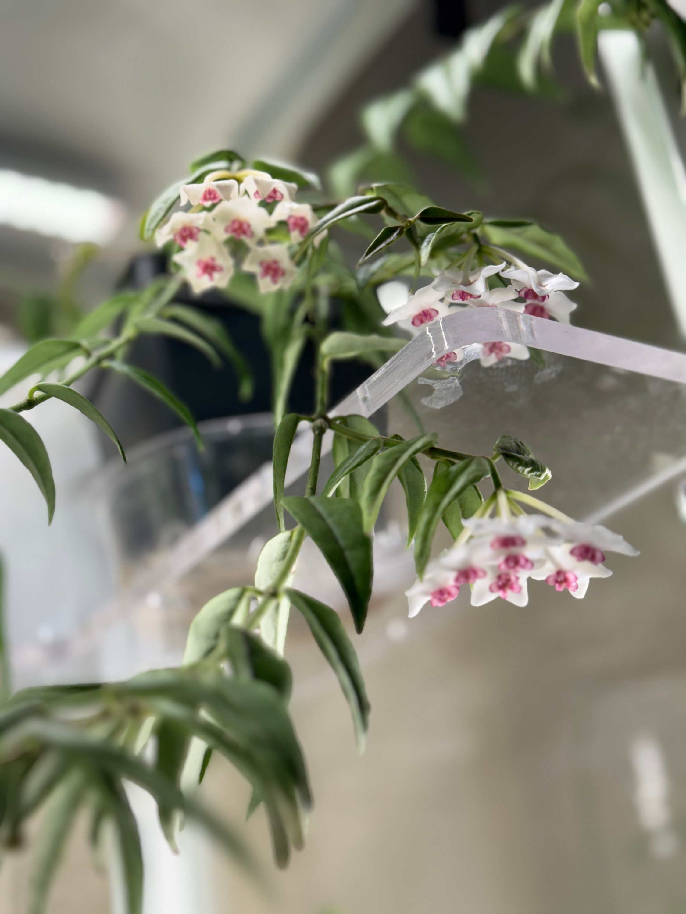 orchid plant flower White Single-Stem Orchid Plant  H.Bloom