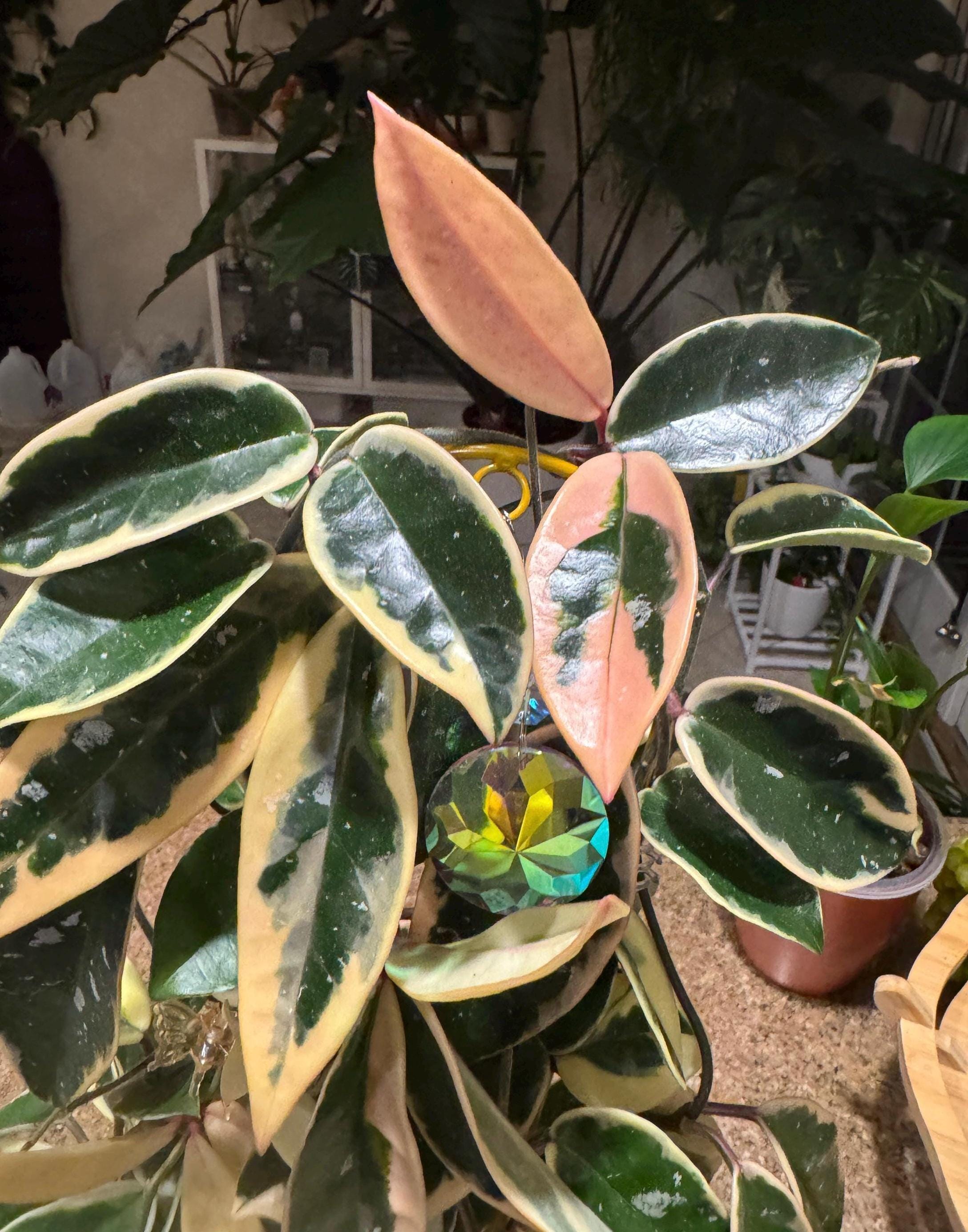 Hoya Co - Etsy