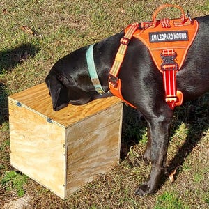May include: A black dog with an orange and red harness that says "AM LEOPARD HOUND" is sniffing a wooden box.
