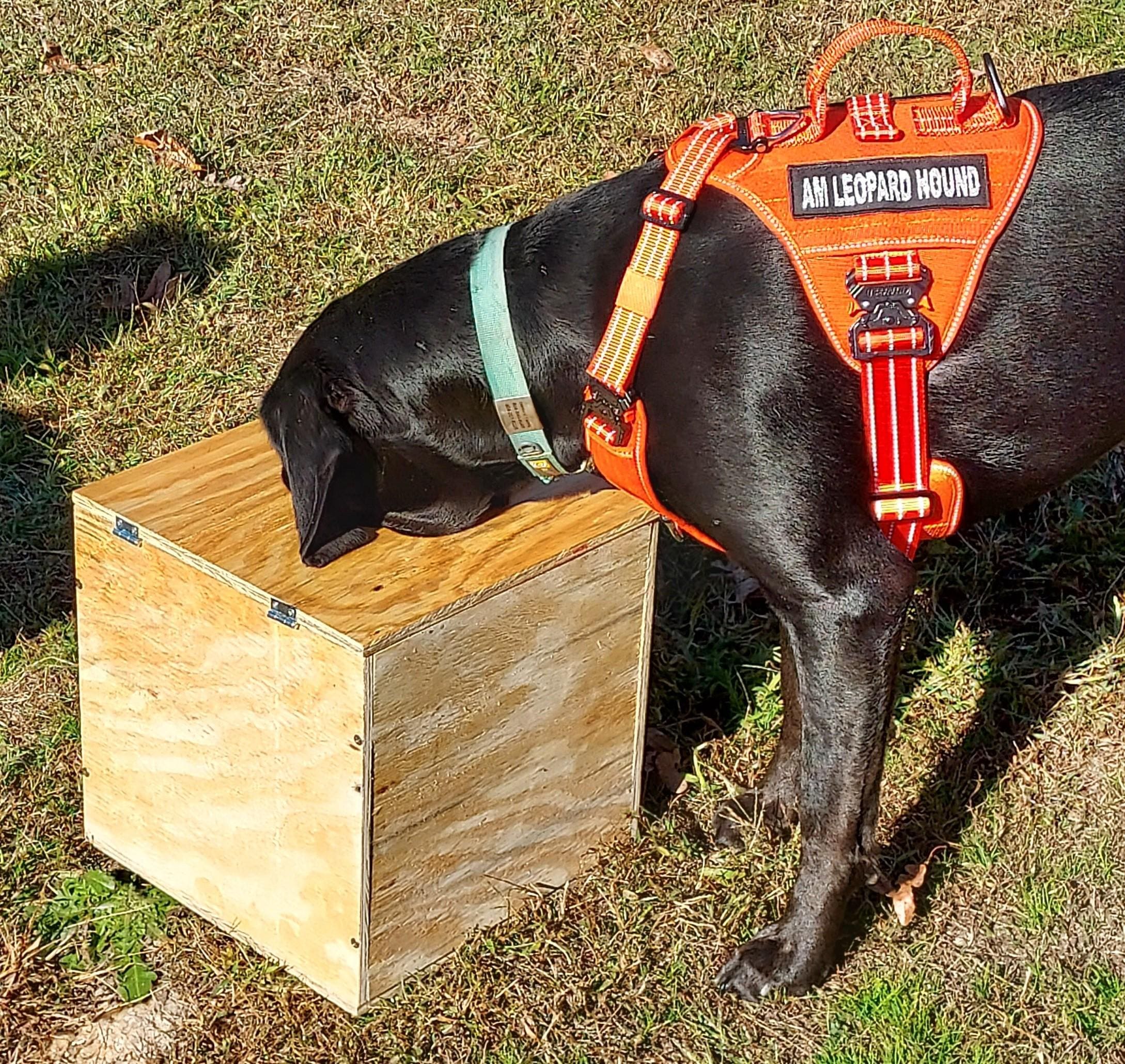 Scent Boxes Nose Work Training Supplies 12 Pack Dog Nose Metal