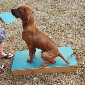 Puede incluir: Un perro Rhodesian Ridgeback marrón sentado en una alfombra azul turquesa sobre una plataforma de madera. El perro mira hacia la izquierda de la imagen.