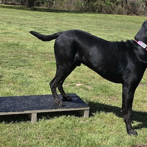 Dog Traveling Plank