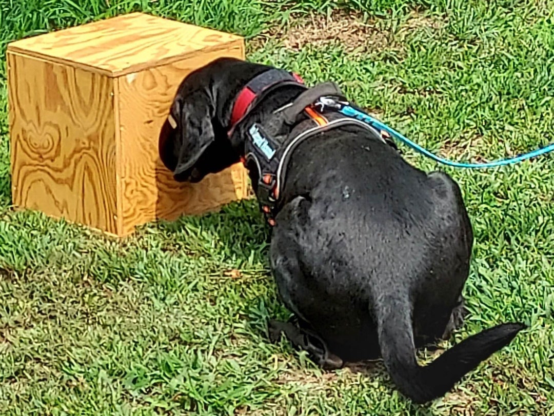 Dog Nosework, Scent Work, Drug Detection, Bomb Detection, Training