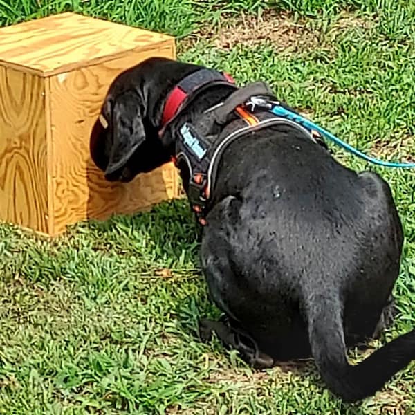 Dog Nosework, Scent Work, Drug Detection, Bomb Detection, Training Boxes w/ 2 holes, metal plate for magnetic vessel