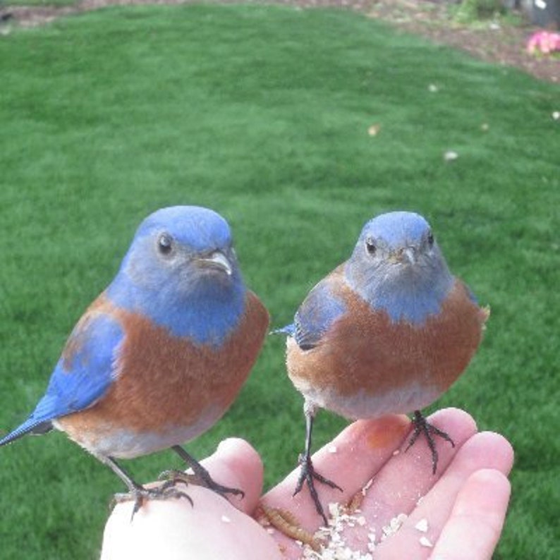 Vintage Broken China ~ Beautiful Hummingbird in a Ring of Roses ...