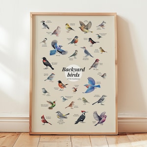 Póster de arte de pared con pájaros del patio trasero del sudeste, regalo para amantes de las aves, decoración para habitación de niños pequeños, póster del estado de Florida, Georgia y Carolina