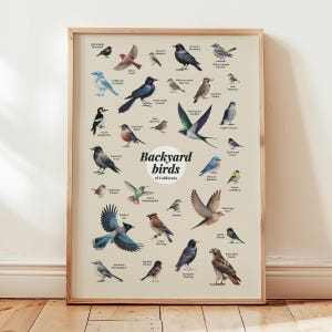 Póster de aves de patio trasero de California, impresión artística, regalo para amantes de las aves, arte de pared, decoración para habitación de niños pequeños, póster de lápiz de color, arte de pared, regalo de mudanza