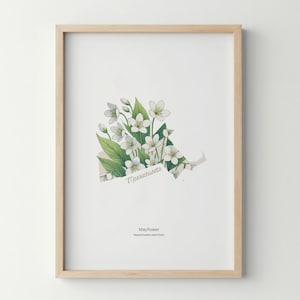 Massachusetts Flower Poster Art Print Mayflower Wall Art Flower Market Art Print Massachusetts Home Decor Botanical Poster
