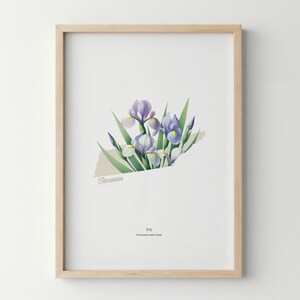 Tennessee State Flower Poster Kunstdruck Iris Wandkunst Blumenmarkt Kunstdruck Tennessee Home Decor Botanisches Plakat