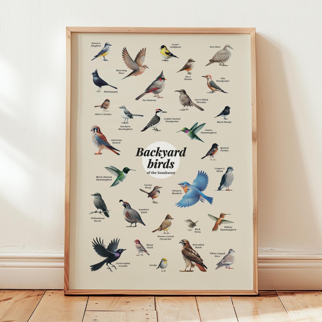 Backyard Birds Southwest Poster Art Print Bird Lover Gift Wall Art ...