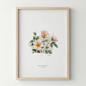 Iowa Flower Poster Art Print Wild Prairie Rose Wall Art Flower Market Art Print Iowa Home Decor Botanical Poster