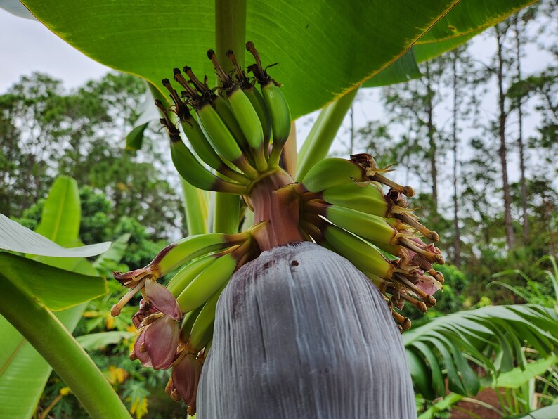 2 LIVE Blue Java Plants Corms Bareroot Ice Banana Hybrid Musa Acuminata ...