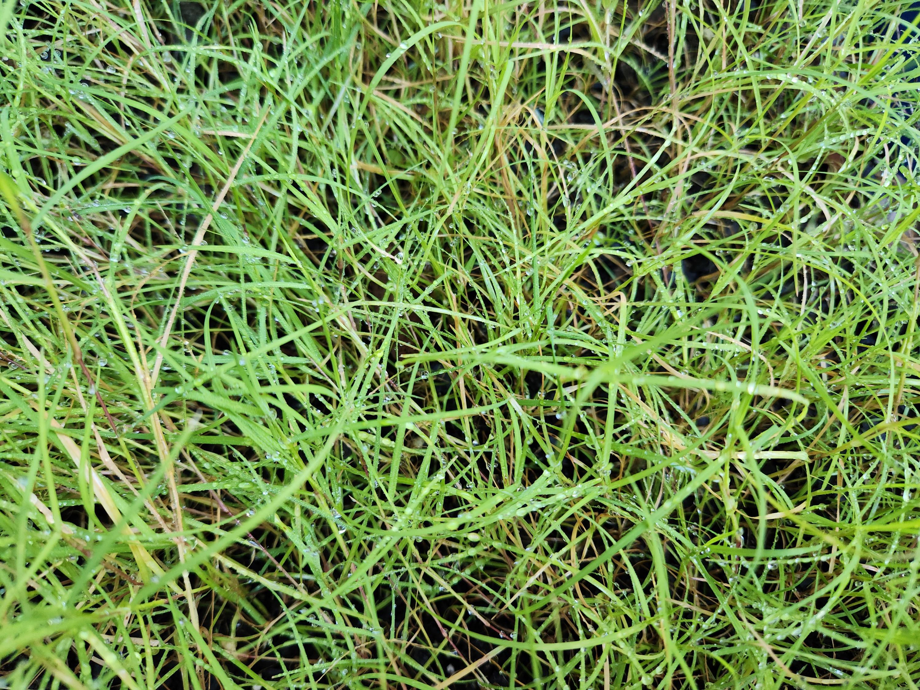 333 Durva Seeds DOOB Sacred DHOOB Indian Doab Drow Garike Arugampul ...