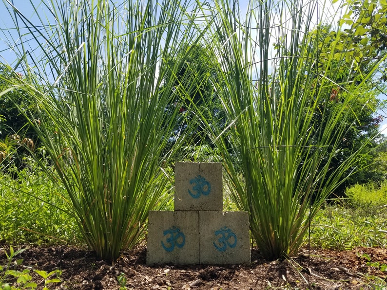 KUSA Sacred Kusha Bareroot Live Plant Desmostachya Bipinnata