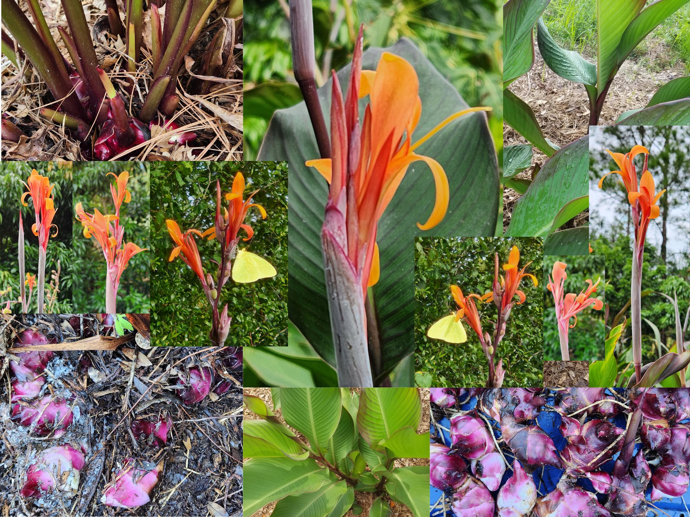 canna出品 Dwarf canna plants - Etsy 日本