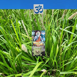 KUSA Sacred Kusha Live Plant Darbha Sacrificial Grass Religious Ritual Auspicious Vedic Significance Traditional AyurVeda