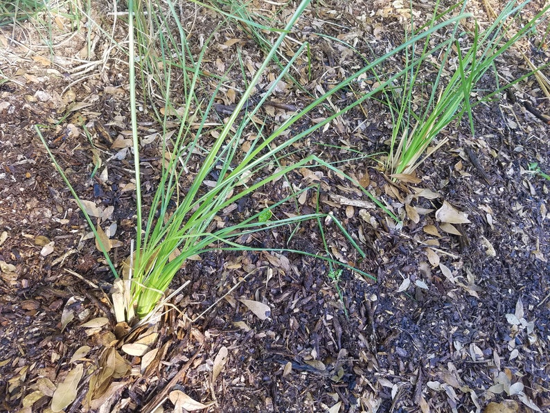 KUSA Sacred Kusha Bareroot Live Plant Desmostachya Bipinnata