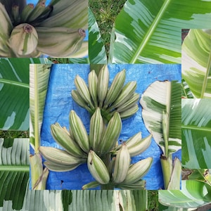 May include: A collage of images showcasing variegated banana plants. The images include bunches of bananas with green and white stripes, and leaves with similar patterns. The background is a blue tarp and green foliage.