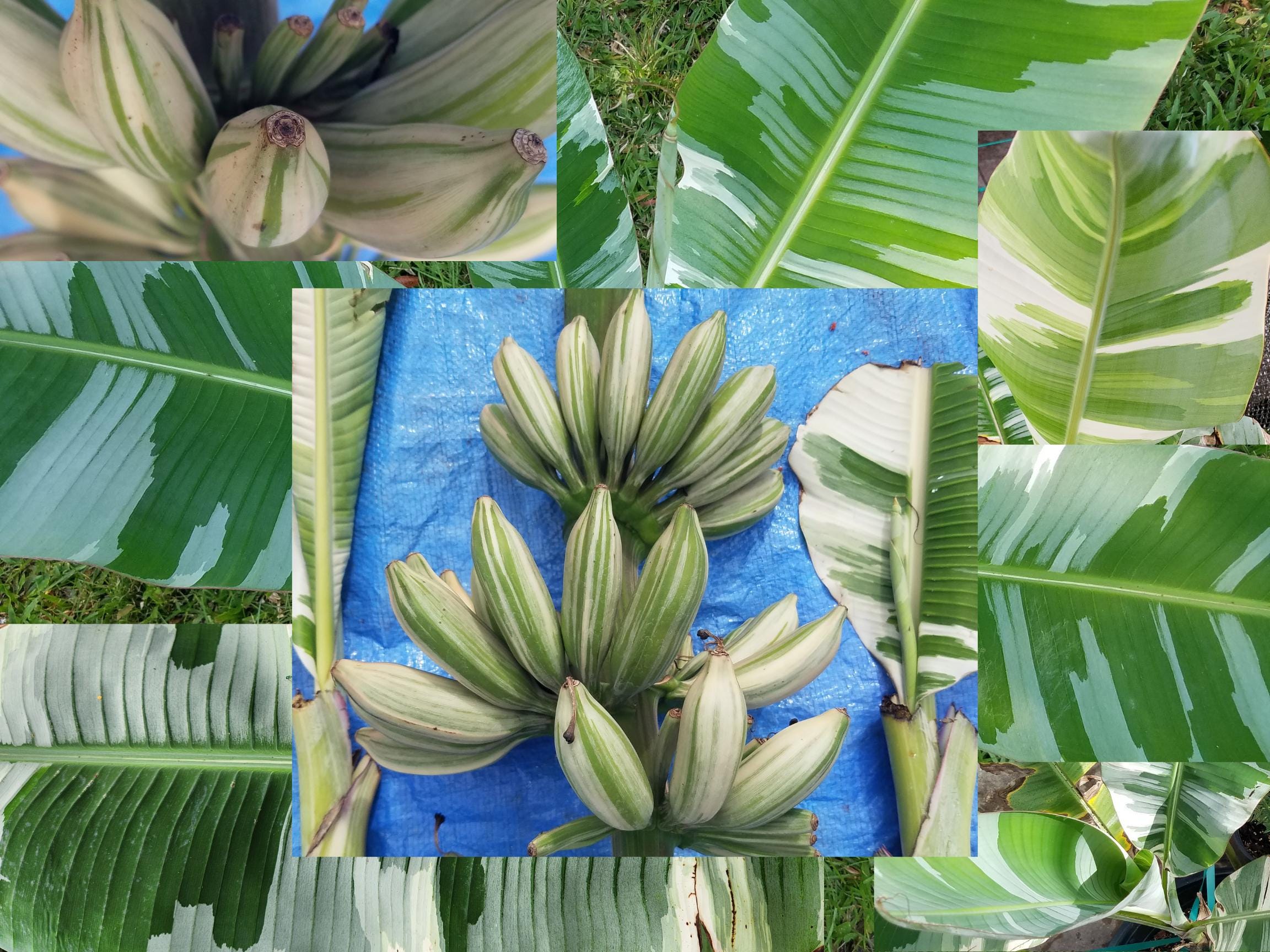 Florida Variegated LIVE Banana Plants Musa Paradisica Beautiful Rare Exotic Collectible Kadali Sacred Tree Showy Edible Ornamental Plant
