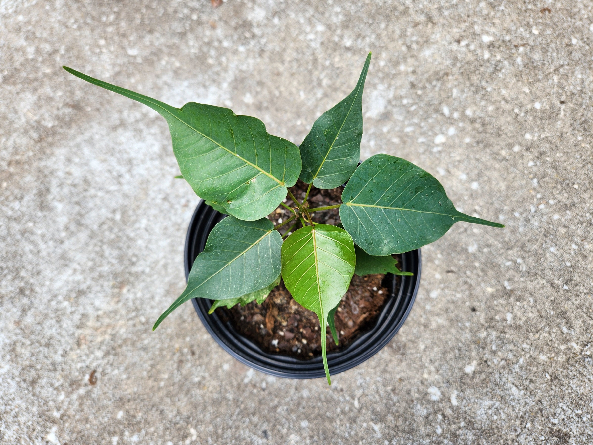 PEEPAL Live Plant Aka Ashvattha Ficus Religiosa Bodhi Pippala Asvattha Sacred Peepul Vishnu Holy
