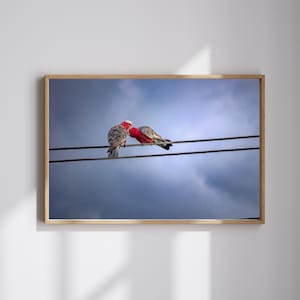 Bird Photo Wall Art Print | Digital Artwork of Two Birds | Aviary Home Decor | Printable Art | Nature Lover Gift | Bird Enthusiast Gift