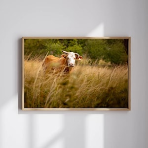 Rustic Cow Print, Highland Cattle Wall Art, Country Farmhouse Decor, Digital Download, Pastoral Animal Photography, Nature Printable