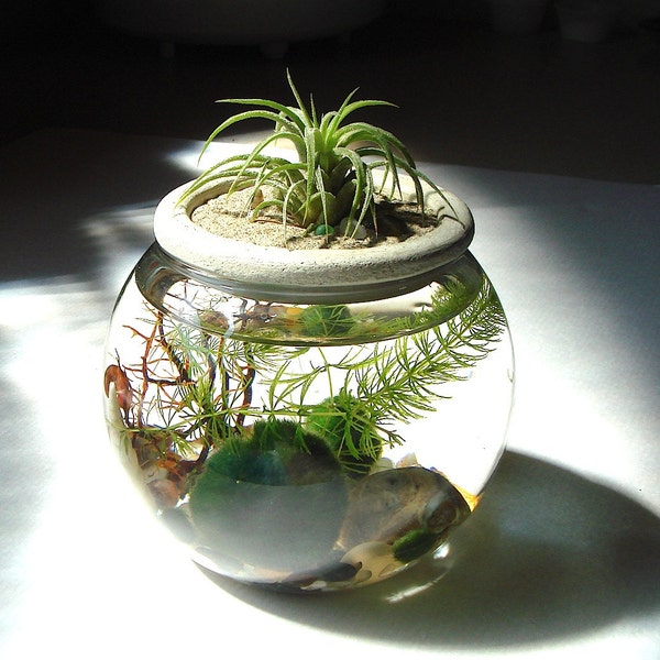 Zen. jardin. Top en pierre. Usine d’air. Marimo ball. unique. Kit terrarium